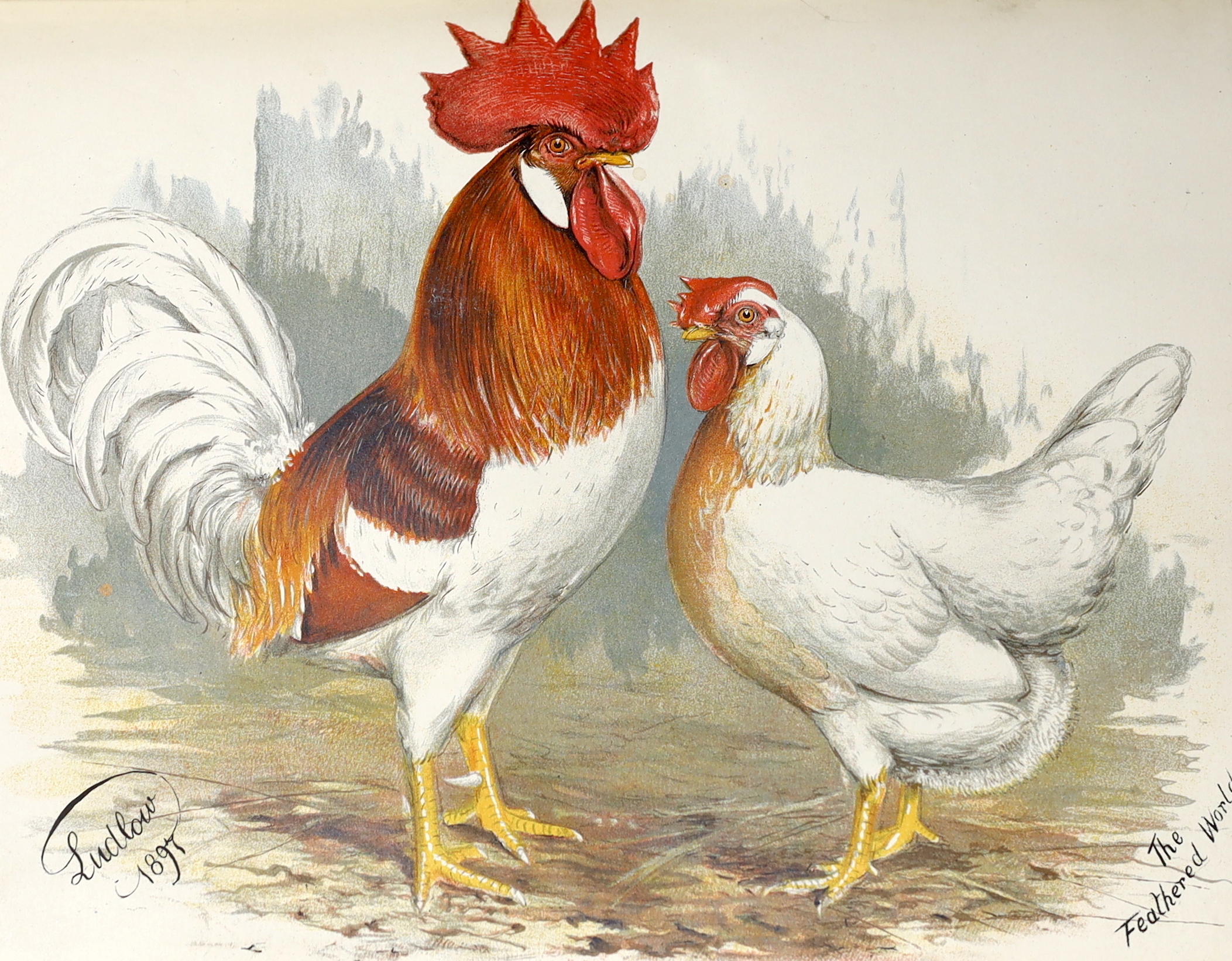 Wright, Lewis - The Illustrated Book of Poultry. 52 coloured plates; rebound cloth with red leather spine label, 4to. (Cassell, 1880?)